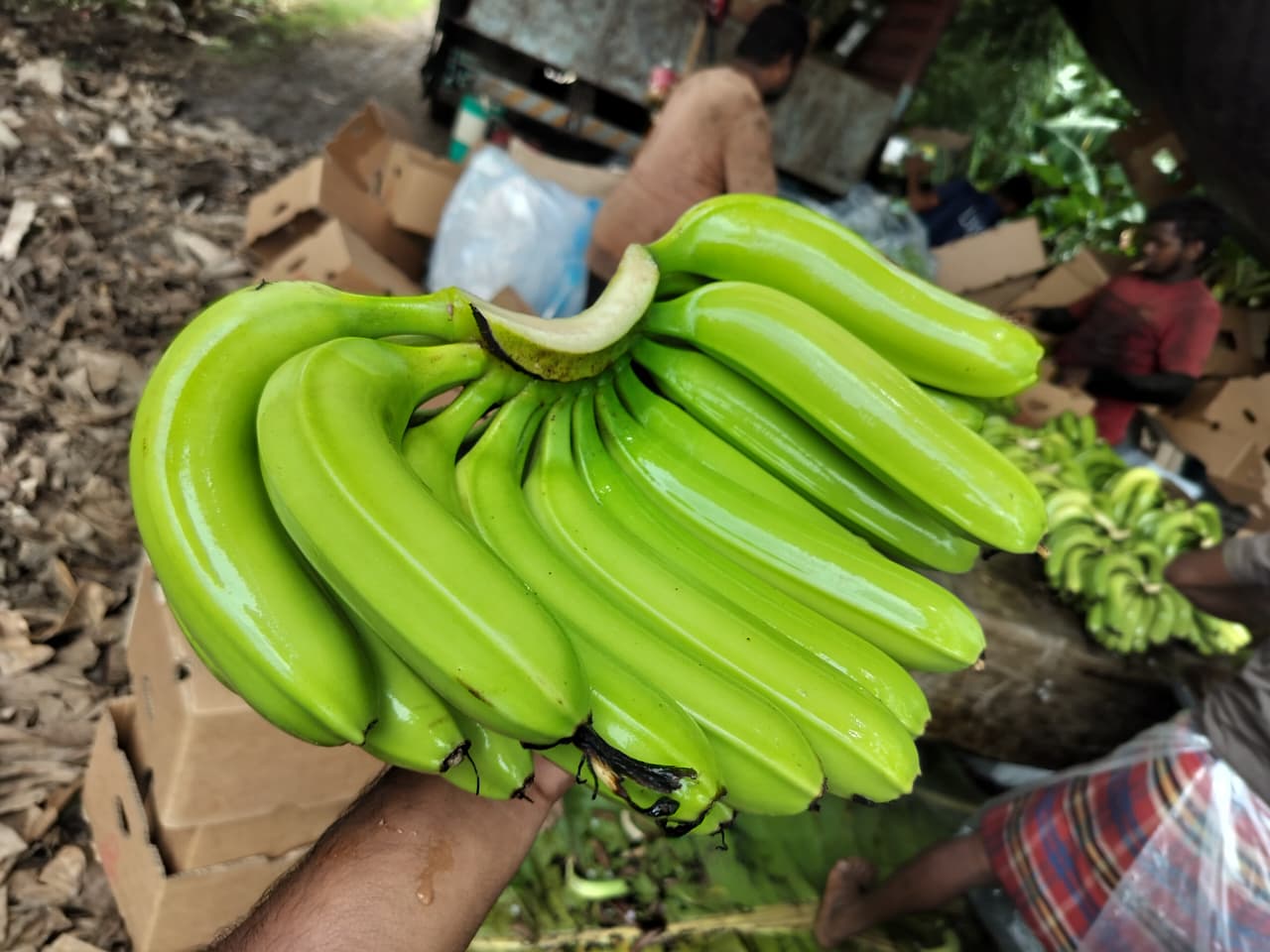 Fresh bananas export