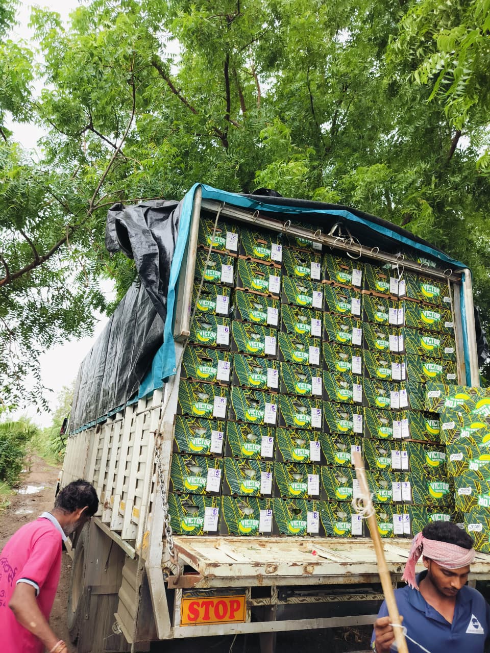 Banana export packing