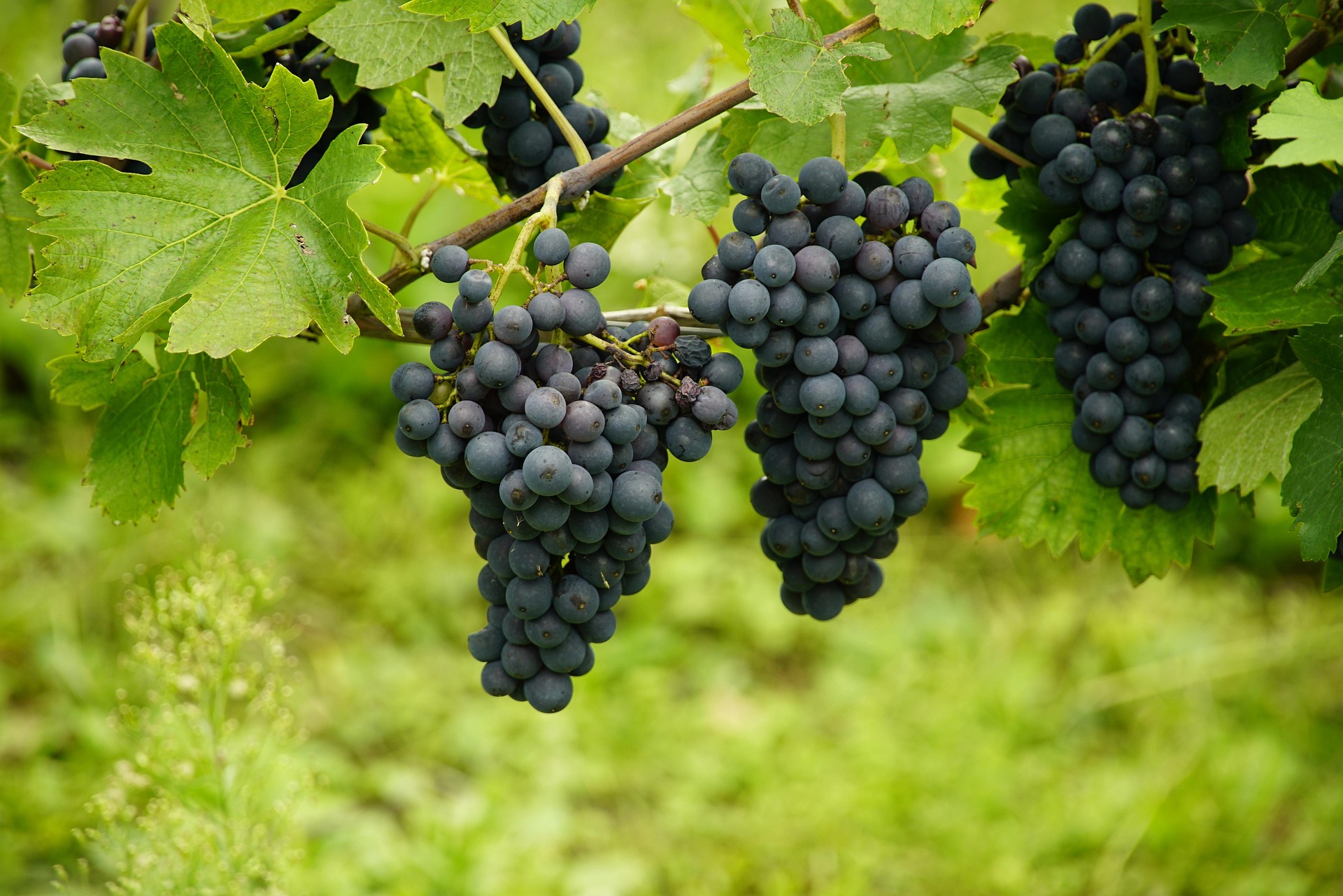 Fresh grapes export